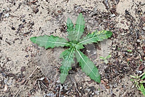 A small thistle plant growing on sandy soil