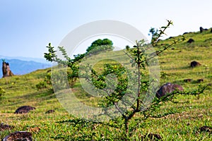 A small thorns tree grow on the hillside with green grass, blue sky