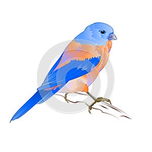 Small thrush Bluebird songbirdon on a white background vintage vector illustration editable