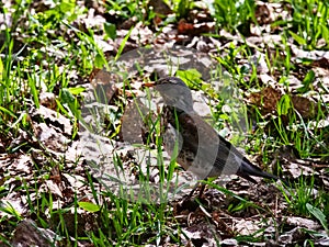 A small thrush stands among the grass and dry leaves. Early Spring