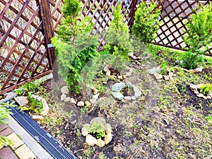 Small thuja Smaragd trees at the lattice fence in spring. Springtime Growth of Small Thuja Smaragd Trees by Lattice