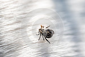 Small tick mite arachnid parasite insect on white dog hair photo