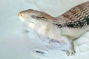 A small Tiliqua scincoides intermedia in the terrarium on a white background