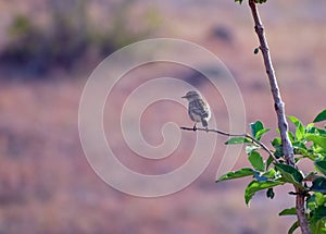 A small and tiny bird Stonechat