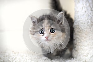 Small tiny dilute calico long haired kitten on cat tree in animal shelter photo