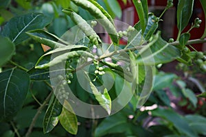 Small/tiny green fruits of Acronychia pedunculata plant. Hong Kong Herbarium.