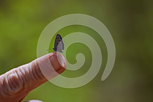 A small tiny little butterfly sitting on the tip of a woman& x27;s finger