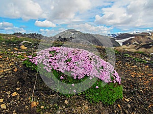 Small tiny pink flowers blooming moss in Landmannalaugar, Fjallabak Nature Reserve, Highlands of Iceland