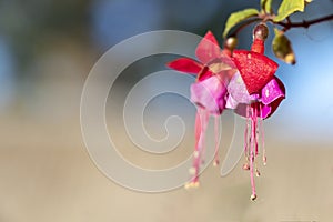 Small tiny red-pink-purple wildflowers on the figth with green and blue background with bokeh effect