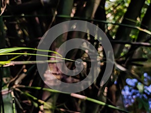 A small tiny water drop on the green bamboo leaf, and this photo has amazing background blur and selective focus on the background