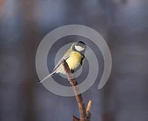 Small tit bird sits on pine branch