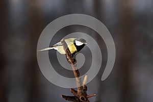 Small tit bird on tree branch ready to fly