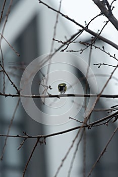 A small tit sits on a leafless sakura branch and pecks at a seed. Titmouse turned to face the camera. Vertical photo