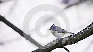 Small titmouse perched on a tree branch in winter