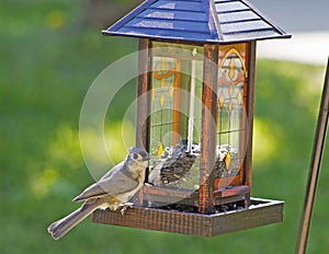 A small Titmouse perches on a bird feeder.