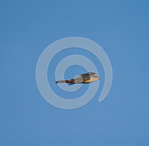 Cooper`s hawk flying in the air