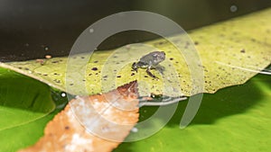 A small toad sits on a water lily leaf in a Texas pond
