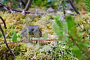 Small toad sitting in moss in a swamp.