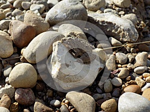 Small toad sitting on a rock
