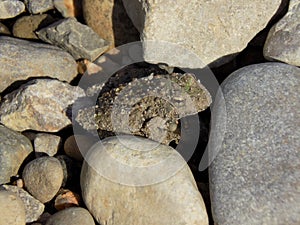 Small toad sitting on a rock