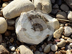 Small toad sitting on a rock