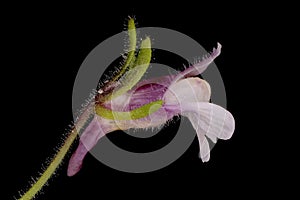 Small Toadflax (Chaenorhinum minus). Flower Closeup photo