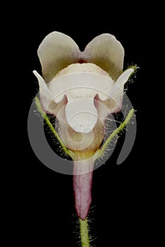 Small Toadflax (Chaenorhinum minus). Flower Closeup photo