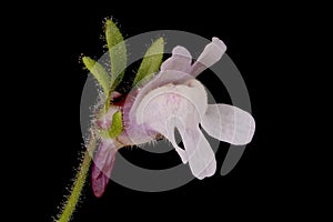 Small Toadflax (Chaenorhinum minus). Flower Closeup photo