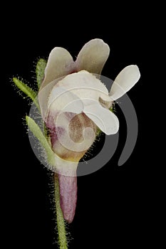 Small Toadflax (Chaenorhinum minus). Flower Closeup photo