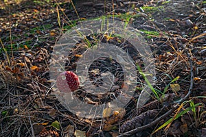 small toadstool on the forest floor with leaves and grass