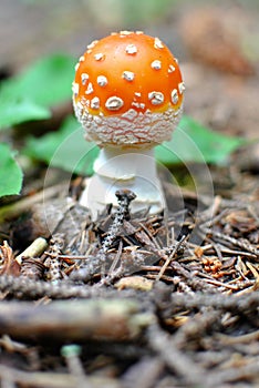 Small toadstool in the forest
