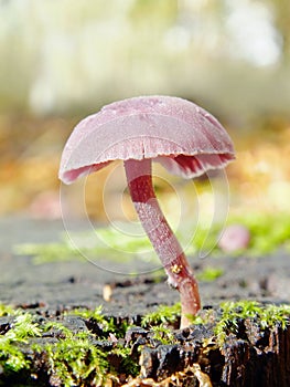 Small Toadstool