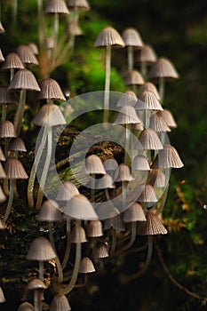 Small toadstool mushrooms in the forest