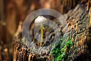 Small toadstool mushrooms in the forest