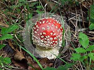 Small toadstool