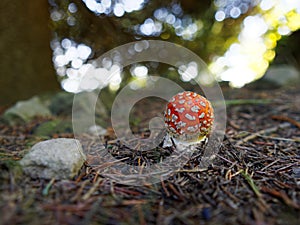Small toadstool