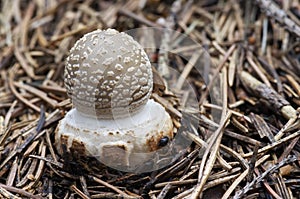 Small toadstool spissa