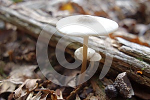 Small Toadstools In Autumn