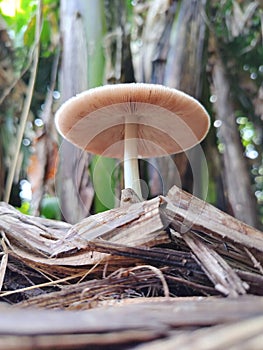 Small toadstools that grow on dead trees