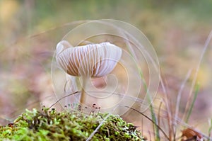 Small toadstools