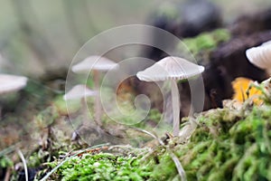 Small toadstools