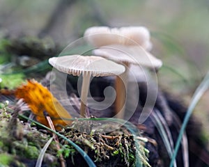 Small toadstools