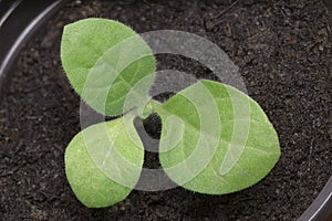 Small Tobacco Seedlings