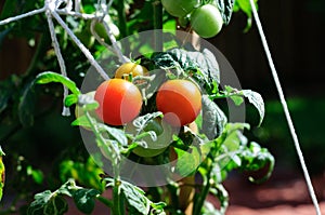 Small Tomato Plant