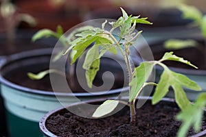 Small tomato plants in pot