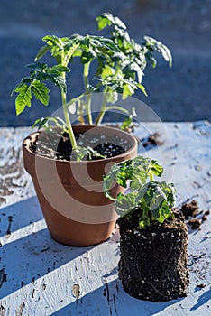 Small tomato plants still life Mojave desert mountain range background