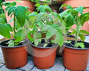 Small tomato plants in small containers