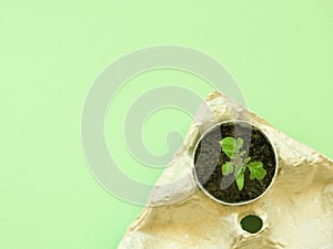 Small tomato sprout in egg shell in box