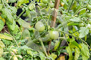 Small tomatoes on a bush