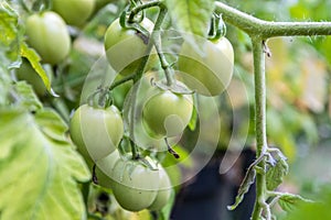 Small tomatoes on a bush